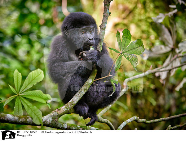 Berggorilla / mountain gorilla / JR-01857