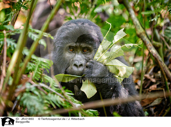 Berggorilla / mountain gorilla / JR-01860