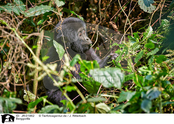 Berggorilla / mountain gorilla / JR-01862
