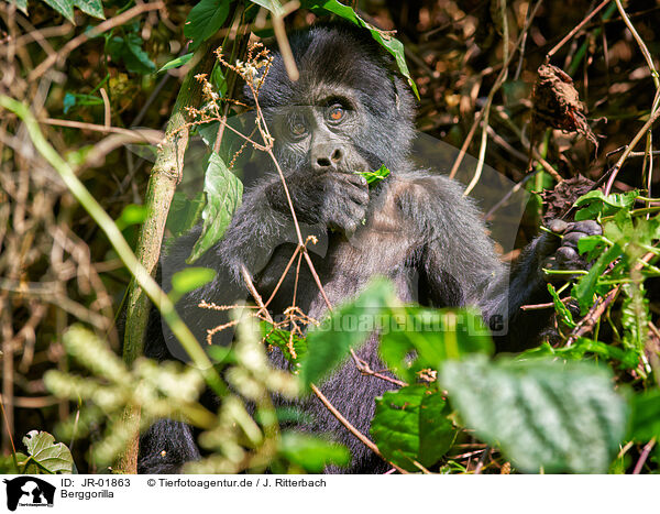 Berggorilla / mountain gorilla / JR-01863