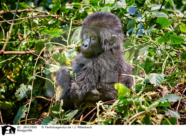 Berggorilla / mountain gorilla / JR-01868