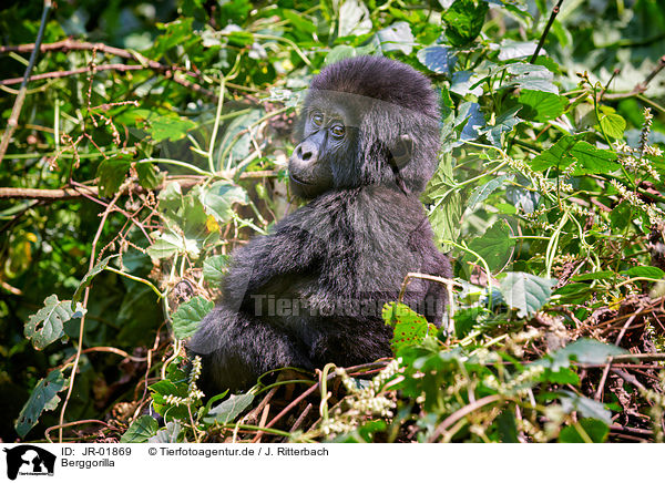 Berggorilla / mountain gorilla / JR-01869