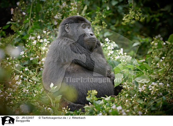 Berggorilla / mountain gorilla / JR-02897
