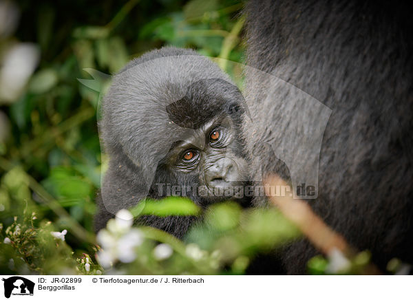 Berggorillas / mountain gorillas / JR-02899