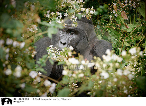 Berggorilla / mountain gorilla / JR-02900