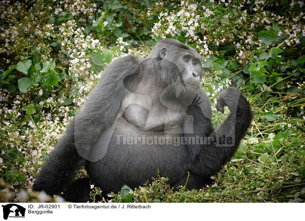 Berggorilla / mountain gorilla / JR-02901