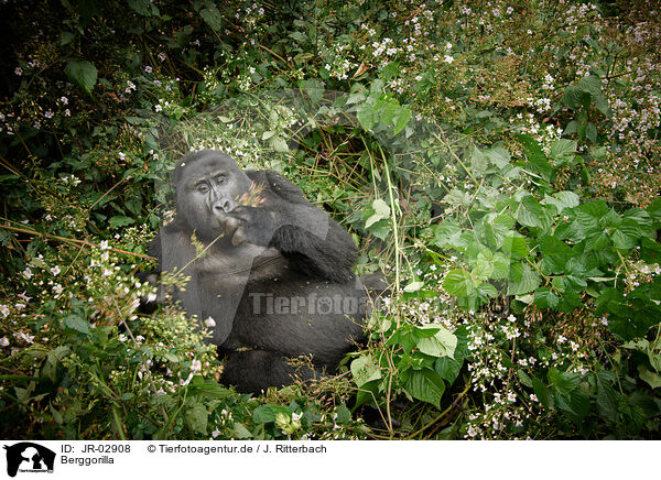 Berggorilla / mountain gorilla / JR-02908