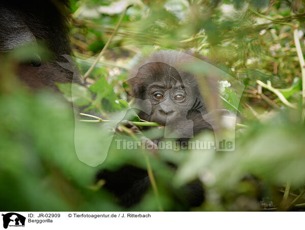 Berggorilla / mountain gorilla / JR-02909