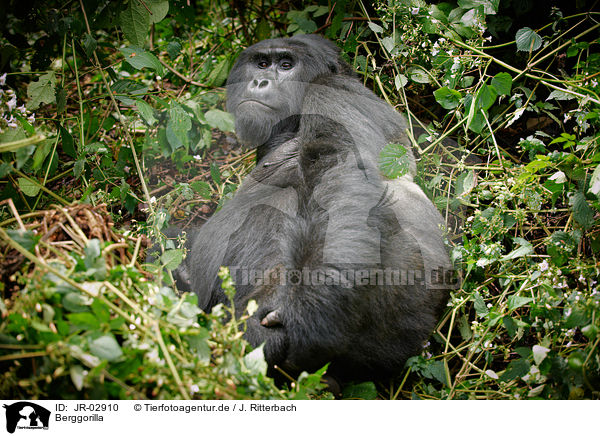 Berggorilla / mountain gorilla / JR-02910