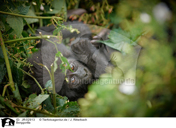 Berggorilla / mountain gorilla / JR-02913