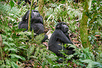 Berggorillas