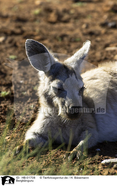 Bergknguru / common wallaroo / HB-01708