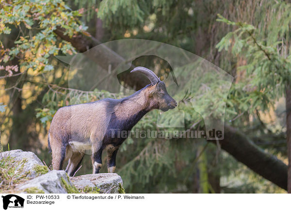 Bezoarziege / bezoar ibex / PW-10533