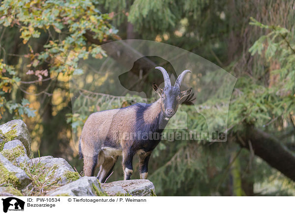 Bezoarziege / bezoar ibex / PW-10534