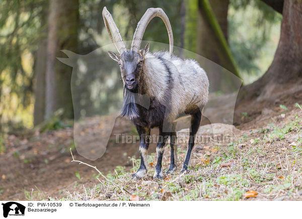Bezoarziege / bezoar ibex / PW-10539