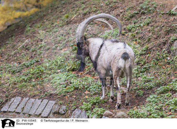 Bezoarziege / PW-10545