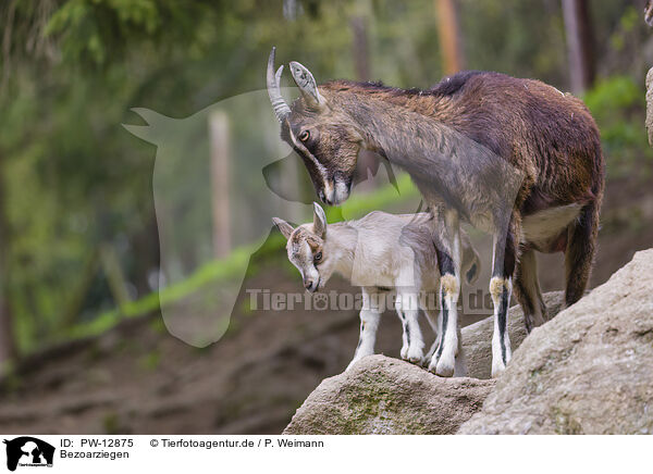 Bezoarziegen / PW-12875