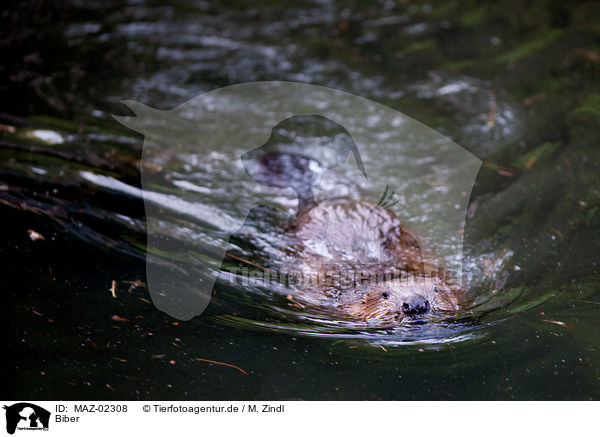 Biber / beaver / MAZ-02308