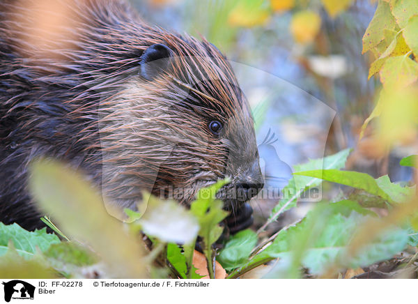Biber / beaver / FF-02278