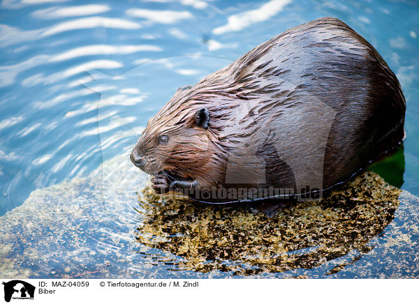 Biber / MAZ-04059