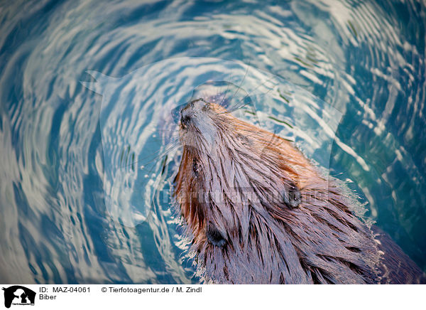 Biber / MAZ-04061