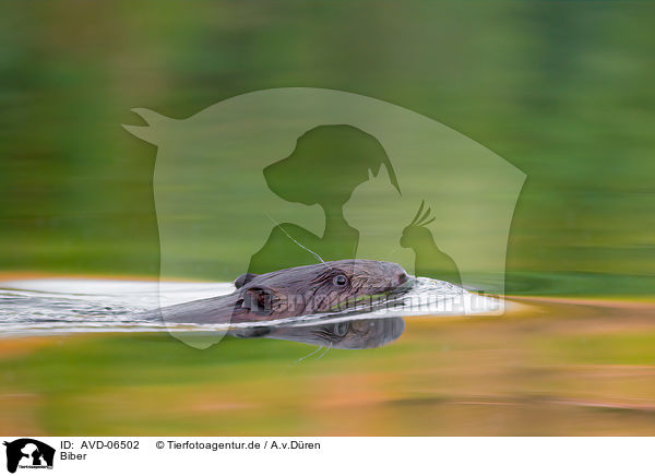 Biber / beaver / AVD-06502