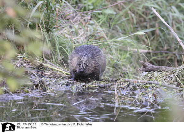 Biber am See / Beaver by the lake / FF-15163