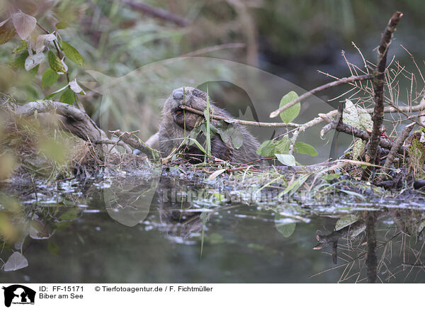 Biber am See / Beaver by the lake / FF-15171