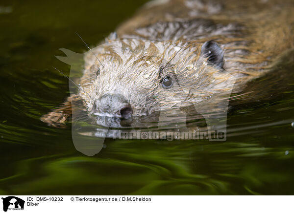 Biber / beaver / DMS-10232