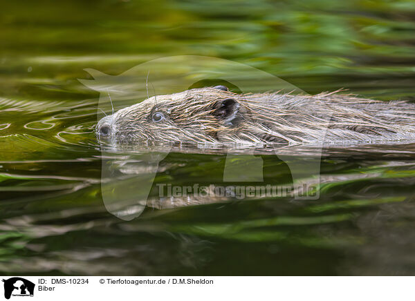 Biber / beaver / DMS-10234