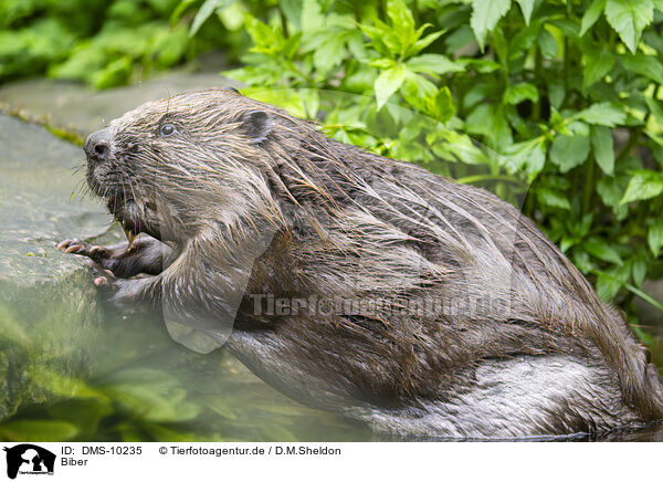 Biber / beaver / DMS-10235