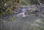 Biber am See