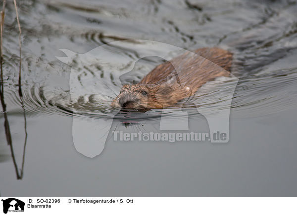 Bisamratte / muskrat / SO-02396