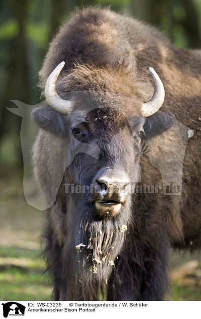 Amerikanischer Bison Portrait / American bison portrait / WS-03235
