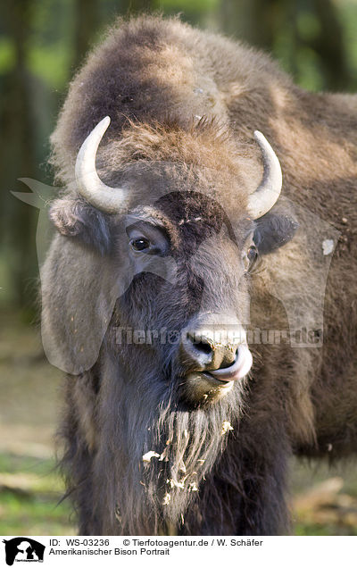 Amerikanischer Bison Portrait / WS-03236