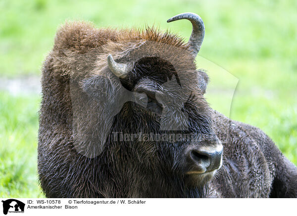 Amerikanischer  Bison / American bison / WS-10578