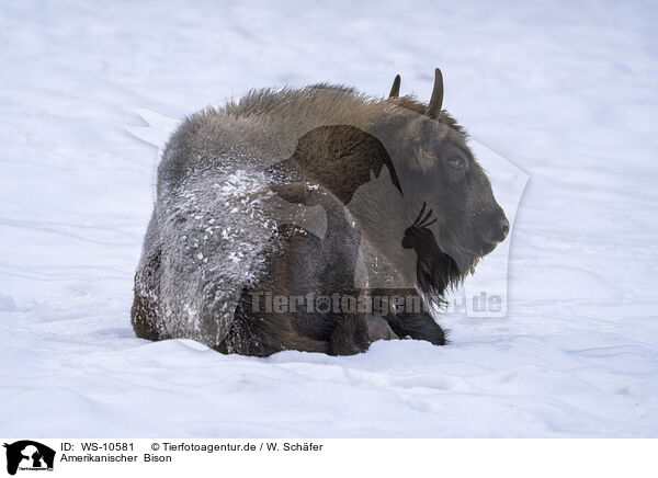 Amerikanischer  Bison / American bison / WS-10581