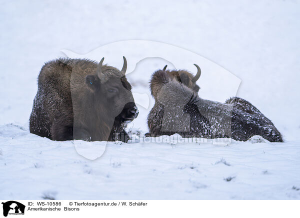 Amerikanische  Bisons / American bisons / WS-10586