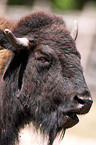 Bison