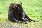 Amerikanischer  Bison