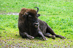 Amerikanischer  Bison