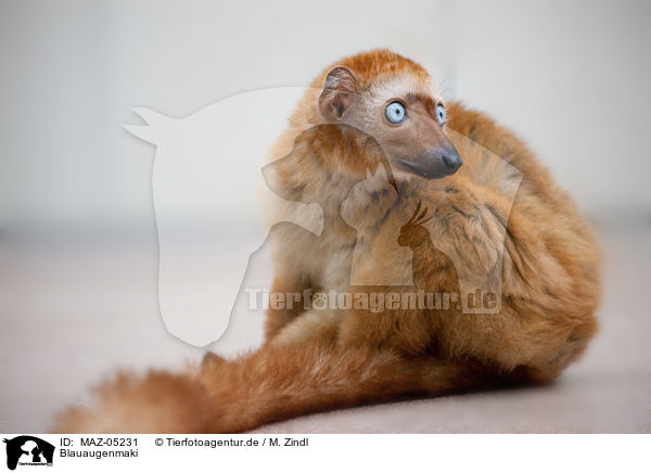 Blauaugenmaki / Sclater's lemur / MAZ-05231