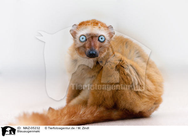 Blauaugenmaki / Sclater's lemur / MAZ-05232