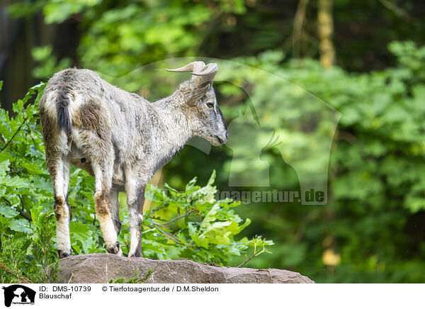 Blauschaf / bharal / DMS-10739