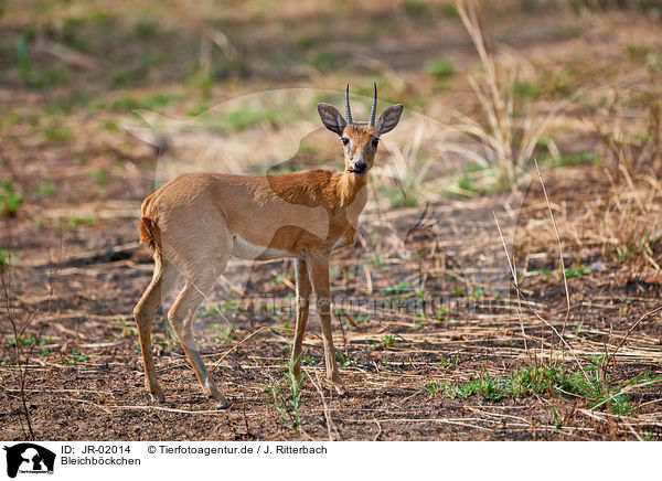 Bleichbckchen / oribi / JR-02014