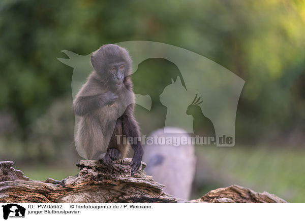 junger Blutbrustpavian / young bleeding-heart monkey / PW-05652
