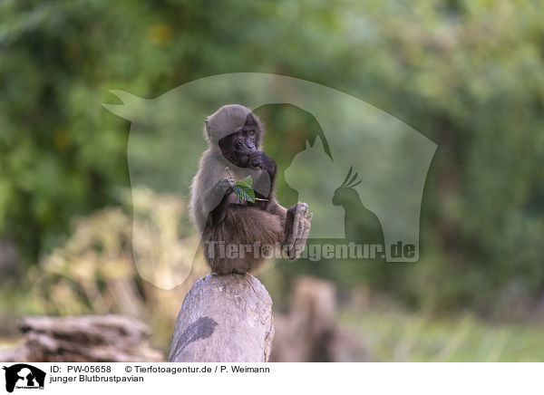 junger Blutbrustpavian / young bleeding-heart monkey / PW-05658