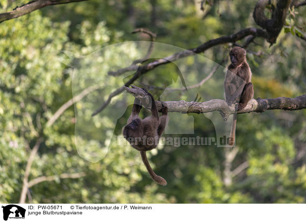 junge Blutbrustpaviane / young bleeding-heart monkeys / PW-05671