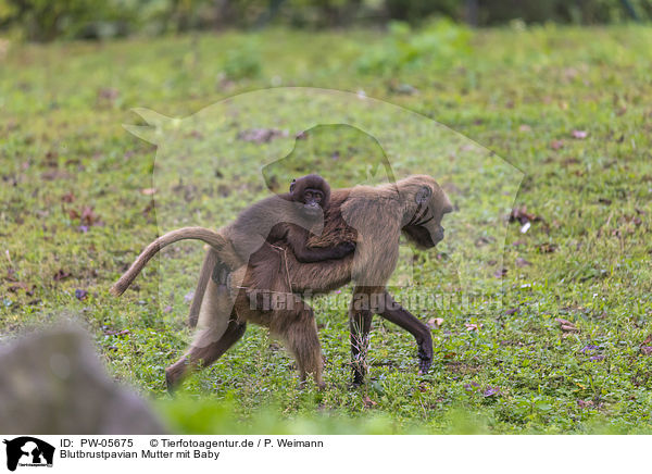 Blutbrustpavian Mutter mit Baby / bleeding-heart monkey mother with baby / PW-05675