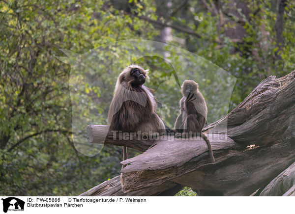 Blutbrustpavian Prchen / bleeding-heart monkey pair / PW-05686